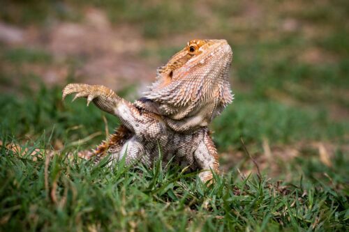 Names for Bearded Dragons